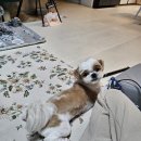 멍냥펫살롱 이미지