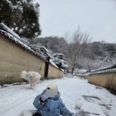 사랑채오리마을 | [경북 봉화] 눈부시게 아름답고 코끝은 시렸던 겨울 여행 : '소강고택' 1박 2일 리얼 후기 ❄️