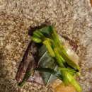 야키니쿠 규 이미지