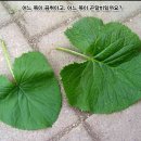 곤달비