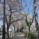 은평 공영차고지 화장실 | 서울 은평구 벚꽃 명소 불광천 강아지와 나들이 다녀온 후기