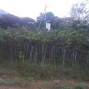 자작나무/느티나무 묘목 판매 이미지