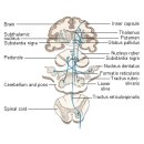 뇌질환 - 파킨슨병과 도파민(Parkinsons Disease and Dopamine) 이미지