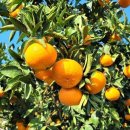 강정농장 이미지