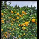 감동농장(2) 이미지