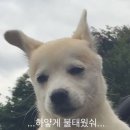 스시랑연어 이미지