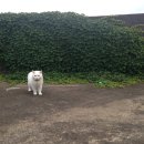 살랑 그루밍 이미지