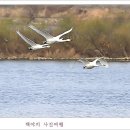 백조 이미지