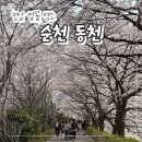동천 | 전남 벚꽃 명소 "순천 동천" 사진 맛집(주차장/실시간 개화상황 포토존 소개)