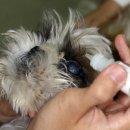 시흥동물약국 이미지