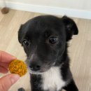 개밥짓는남자 | 신촌 서강대역 애견수제간식 강아지선물추천 "개밥짓는남자" 치킨치즈 펌킨크런치 후기