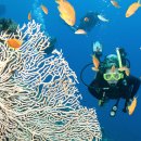 오스트레일리아, Great Barrier Reef (대보초).......풍경이미지 이미지