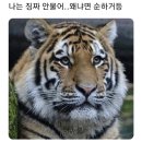 심야의미식가