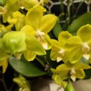 2024 봄의왈츠 이미지