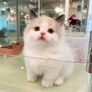 레가퍼 하우스 이미지