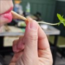 묵현로 | 남양주 화도읍 족발 맛집 &lt;아싸족발 마석본점&gt; 후기!