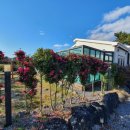 제주키즈풀빌라 나무와 아이 이미지