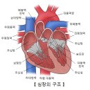 심근염Myocarditis순환기질환 이미지