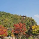 단풍
