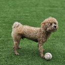 멍서프 펜션 엔 게스트하우스 | 강문해변숙소 멍엔서프 강릉강아지동반펜션 정원넓어요