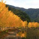 은행1리 이미지