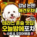 [강남 논현동 애견동반 술집] 테라스가 있어 혼술하기 좋은 '오늘밤에포차' 솔직 후기!