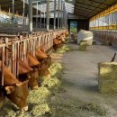 영현목장 이미지