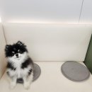 다올동물의료센터 망포점 이미지