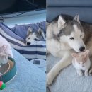 펫맘사랑