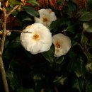 곰솔주단 이미지