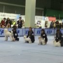 도그앤 제이 이미지