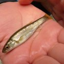 가리왕산 휴양림 이미지