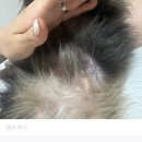 첨단우암병원 | [광주북구]반려견 식이알러지, 피부염으로 고생하다 병원옮기고 달라진 후기🐶