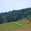 선경목장 | 남해양떼목장 양모리학교 귀여운 양들에게 먹이주기 체험