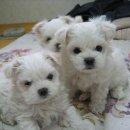 도봉-쌍문-도봉-1385 이미지