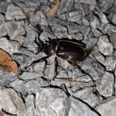 무릉도원면-10 이미지