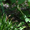 여우꼬리 이미지