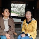 춤추는꽃동네 | 광양매화축제&amp;섬진강 유래