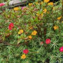 평안교회 이미지