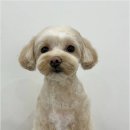 뽀그리독 이미지