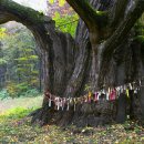 보석사   은행나무 이미지