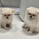 도촌동물병원 이미지