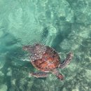 바다로 가는 사람들 이미지