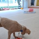 댕댕유치원 네이버블로그