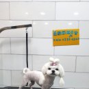 프리티펫 이미지