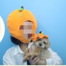 뚜벅이 제주도 반려견 동반 여행기 2편 | 협재 보롬 사진관 , 반려견 동반 브런치 카페 Osds 협재