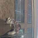 진스비어 이미지