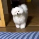 더비비에