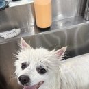 보람애견 이미지