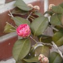 경산아지매 이미지